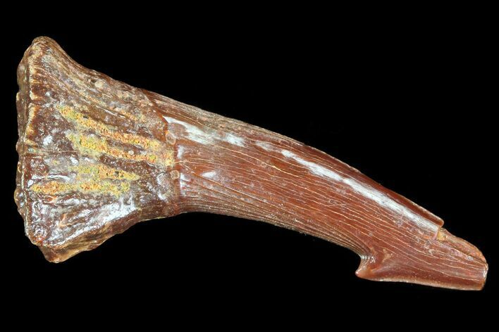 Cretaceous Giant Sawfish (Onchopristis) Rostral Barb #72745
